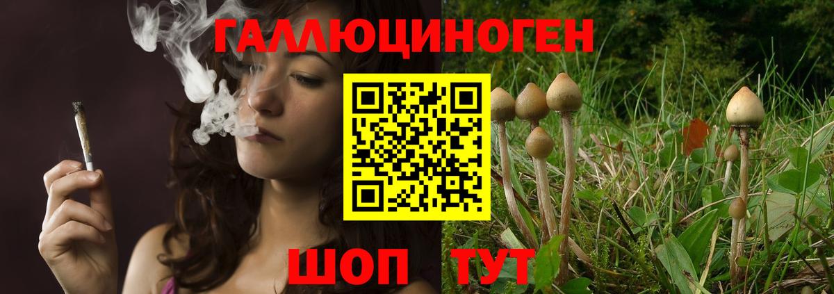 Псилоцибиновые грибы Cubensis  Вход с VPN  Богданович 